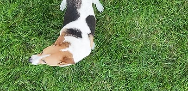 Premium Dog Daycare Loudoun: Safe, Loving Care