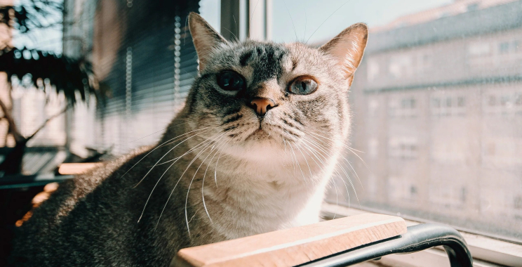 Buy Gnasher Dog Toy in UK — Durable Fun for Focused Chewers