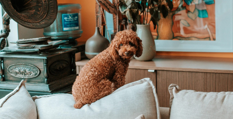 Buy Gnasher Dog Toy in UK — Durable Fun for Focused Chewers