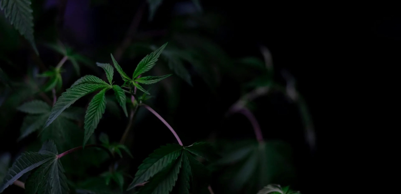 Supply Wellness Cannabis MD — Trusted Cannabis Care for Maryland Patients