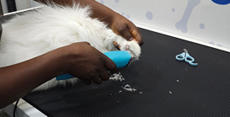 Mobile Pet Nail Filing: Safe, On-the-Go Care for Your Pet
