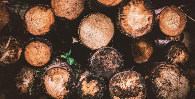 Tree Trimming Placerville CA: Safe, Clean Yard Care