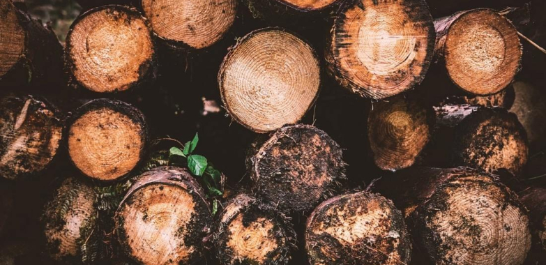 Tree Trimming Placerville CA: Safe, Clean Yard Care