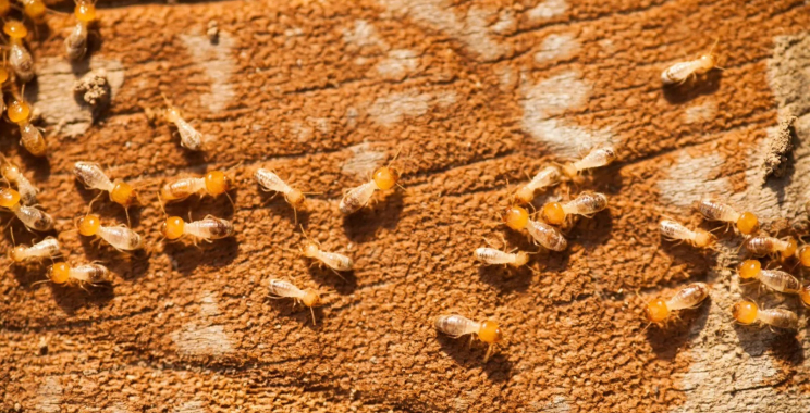 Pest Control Spray: Fast, Safe Protection for Your Home