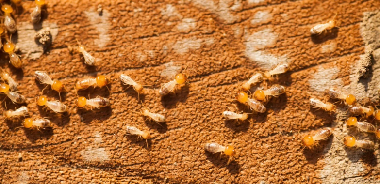 Pest Control Spray: Fast, Safe Protection for Your Home