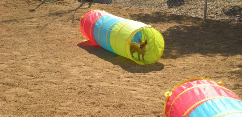 Indulge Your Furry Friend with Luxury Pet Services