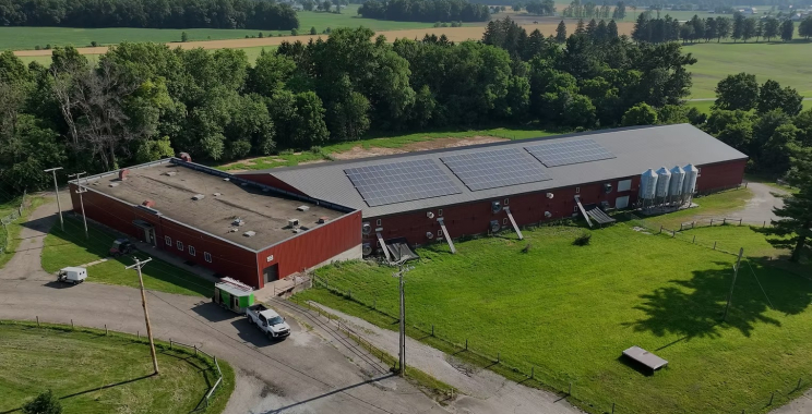 Sustainable Poultry Production: Practical Pathways for UK Farms