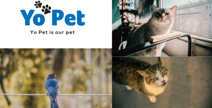 Buy Pet Keeper Plastic Tank Online Uk | Yopet.co.uk