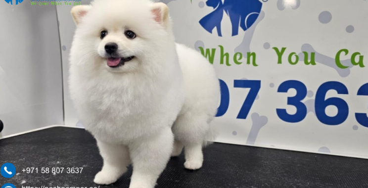 Facial Grooming Pets Mobile | Poshpamper.ae