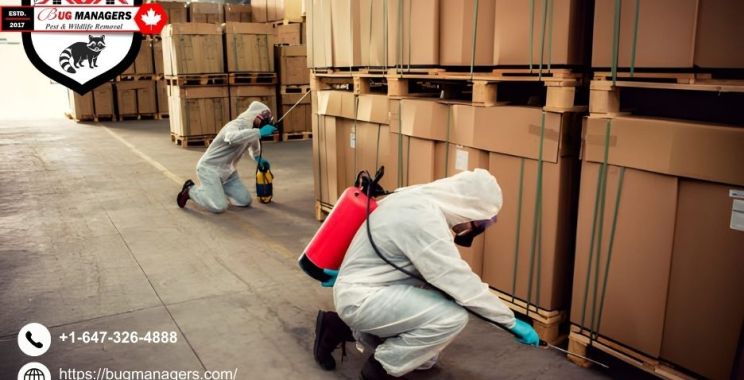 Bed Bug Treatment Near Me | Bugmanagers.com