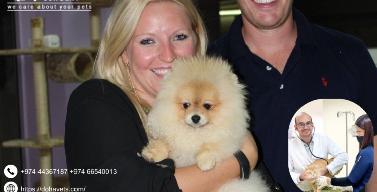 Pet Relocation Services Qatar | Dohavets.com