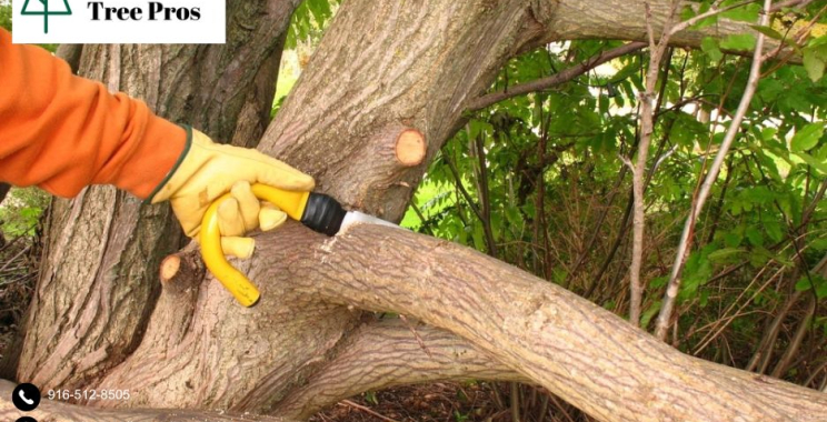 Maintain Shape and Strength Effectively with Professional tree trimming elk grove