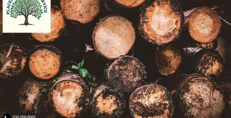 Get Safe and Efficient Solutions with Professional tree removal placerville