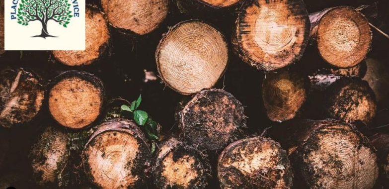 Get Safe and Efficient Solutions with Professional tree removal placerville