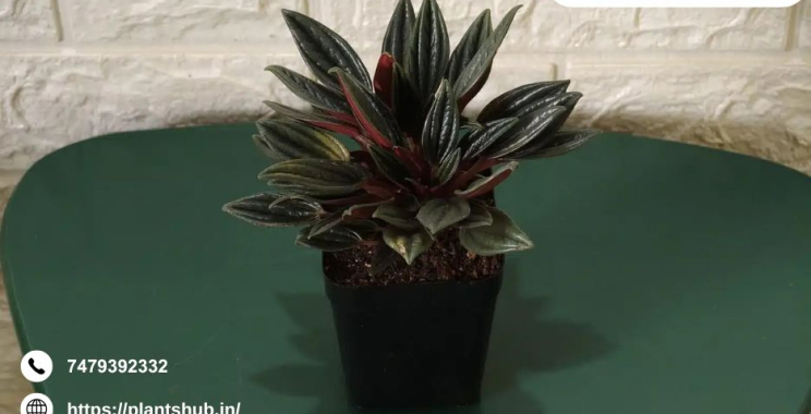 Bird Of Paradise | Plantshub.in