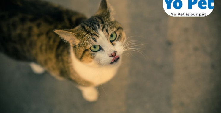 Training Kibble Drop Iq Toy | Yopet.co.uk