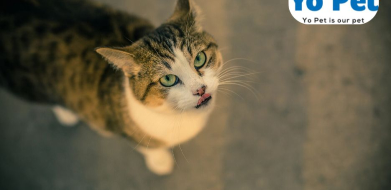 Training Kibble Drop Iq Toy | Yopet.co.uk