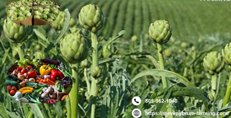 Agricultural Taxation Expert in Paso Robles Specialized Tax Services for Farms