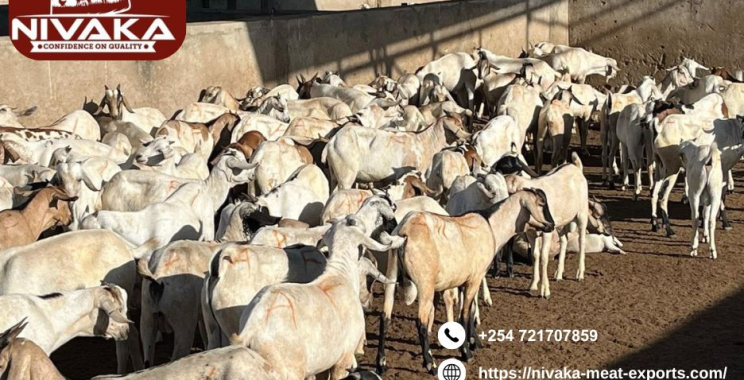 Reliable goat meat export services to Qatar worldwide