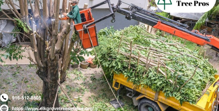 Maintain Shape and Strength Effectively with Professional tree trimming elk grove