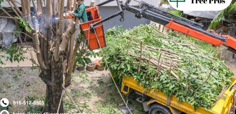 Maintain Shape and Strength Effectively with Professional tree trimming elk grove