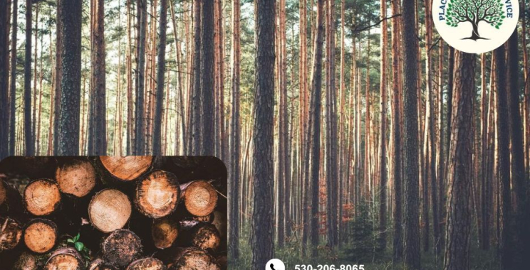 Keep Your Trees Beautiful and Strong with Trusted tree service placerville