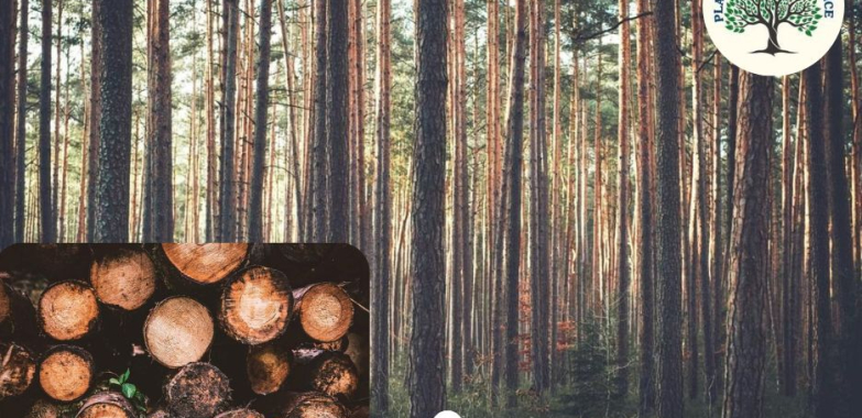 Keep Your Trees Beautiful and Strong with Trusted tree service placerville