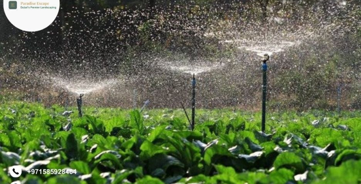 Professional Lawn Maintenance Services | Paradise-escape.ae