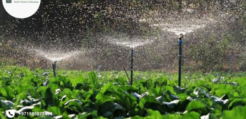 Professional Lawn Maintenance Services | Paradise-escape.ae