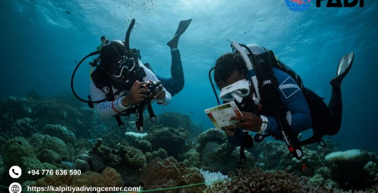 Diving In Srilanka | Kalpitiyadivingcenter.com