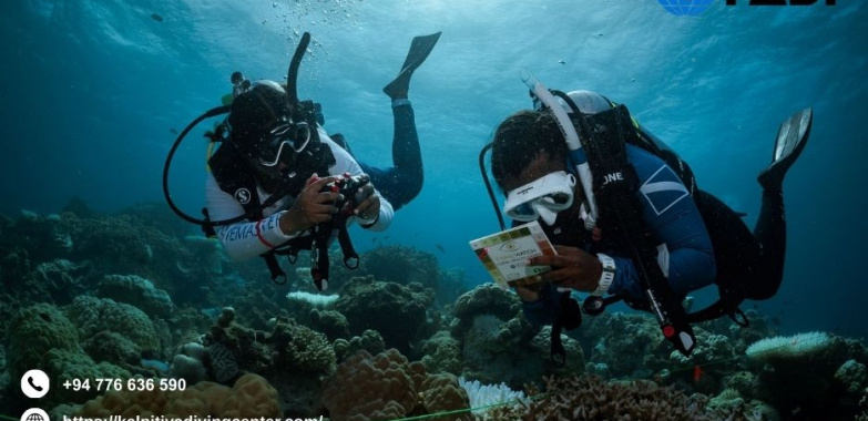 Diving In Srilanka | Kalpitiyadivingcenter.com