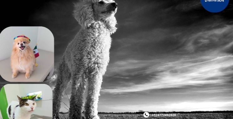 Clínica veterinaria en León: cuidado experto para tus mascotas