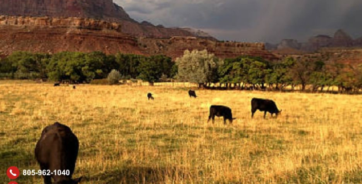 Top Farm Tax CPA in Santa Barbara for Smart Financial Care