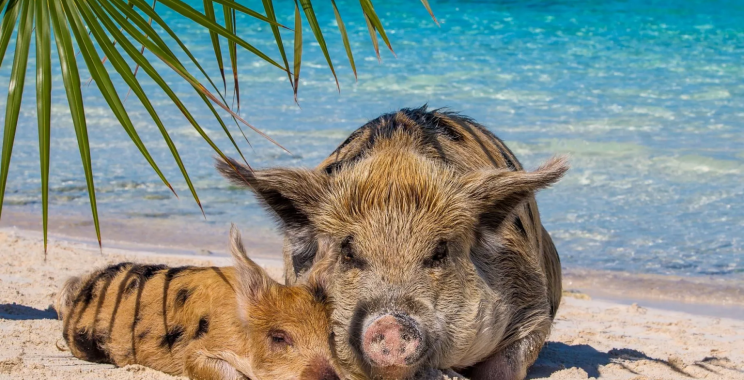 Discover the Soft Pink Sands of a Caribbean Paradise