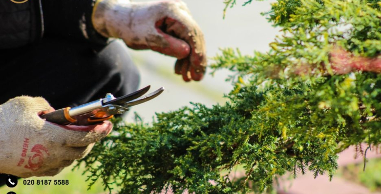 Expert landscape gardeners Sutton Surrey for stunning outdoor spaces