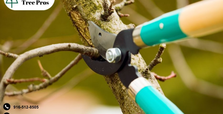 Reliable Tree Service in Elk Grove, CA – Local Experts