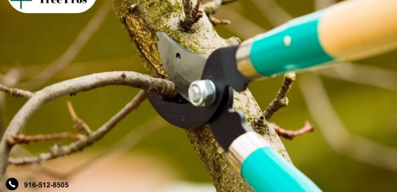 Reliable Tree Service in Elk Grove, CA – Local Experts