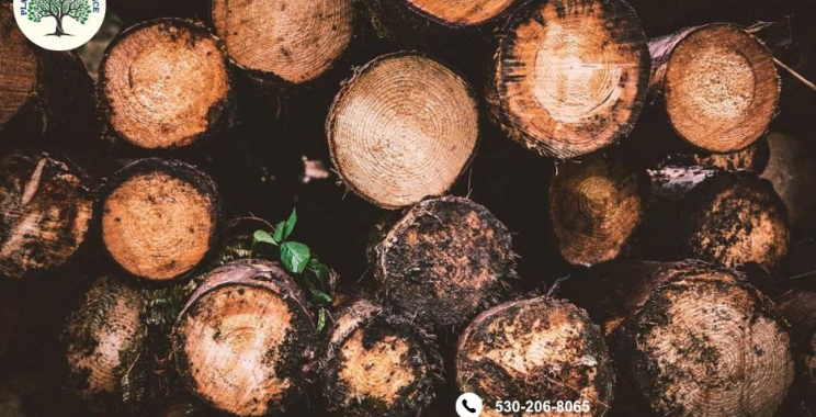 Professional Tree Removal in Placerville | Safe & Efficient