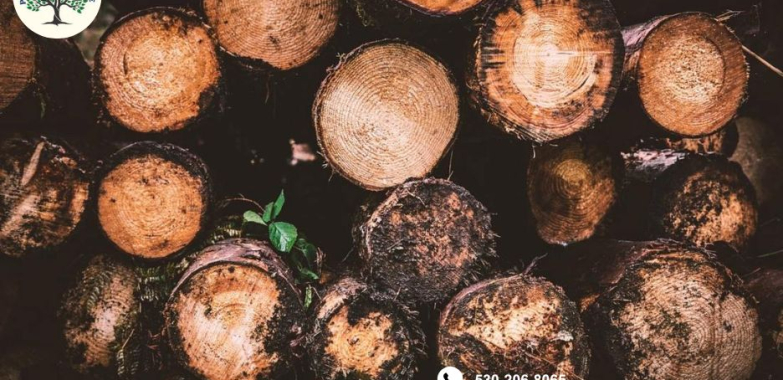 Professional Tree Removal in Placerville | Safe & Efficient