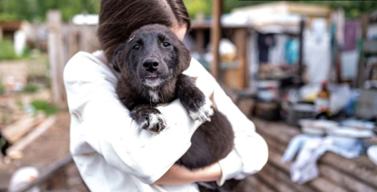 Meet Your Match: Dating for Animal Lovers That Sparks Joy