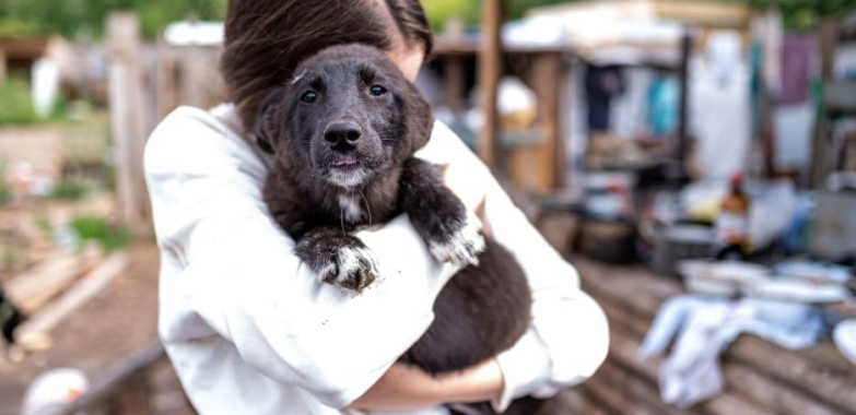 Meet Your Match: Dating for Animal Lovers That Sparks Joy