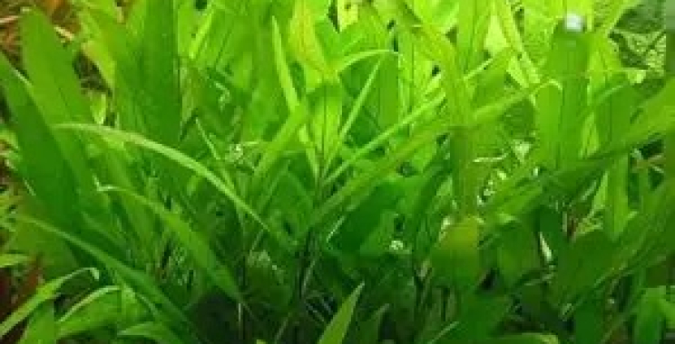 Find Fresh Aquarium Plants for Your Tank Without the Fuss