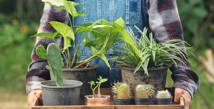 Discover a Cottage Food Business Marketplace for Home Bakers