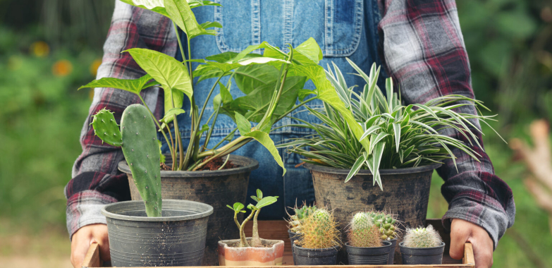 Discover a Cottage Food Business Marketplace for Home Bakers