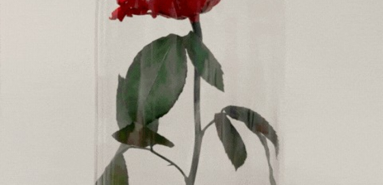 Timeless Love: The Eternal Heart Rose Collection