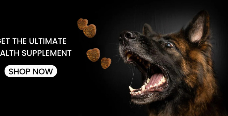 Holistic Supplements for Happy, Healthy Dogs