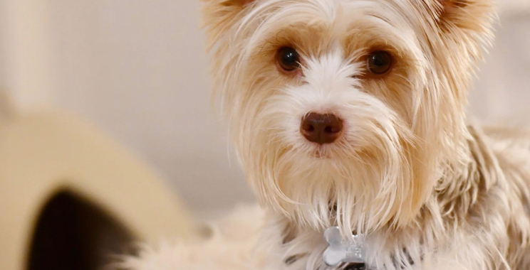 Nourishing, wholesome meals for tiny canine companions