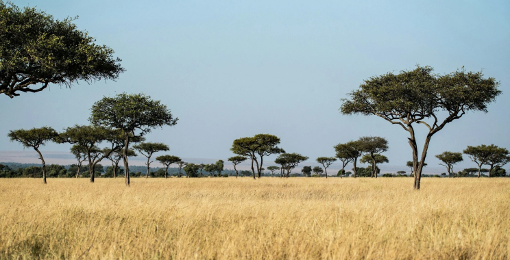 Unforgettable African Safari Tours From USA