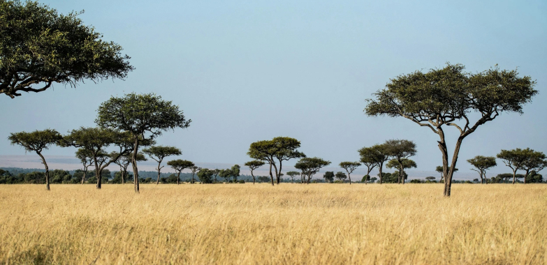Unforgettable African Safari Tours From USA