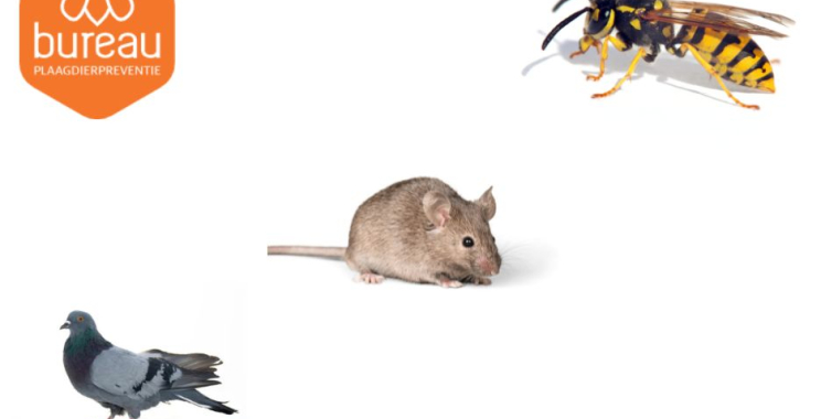 Keep Your Home Safe: Effective Pest Cleanup and Prevention Solutions